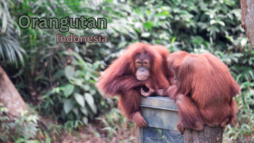 Orangutan, Indonesia