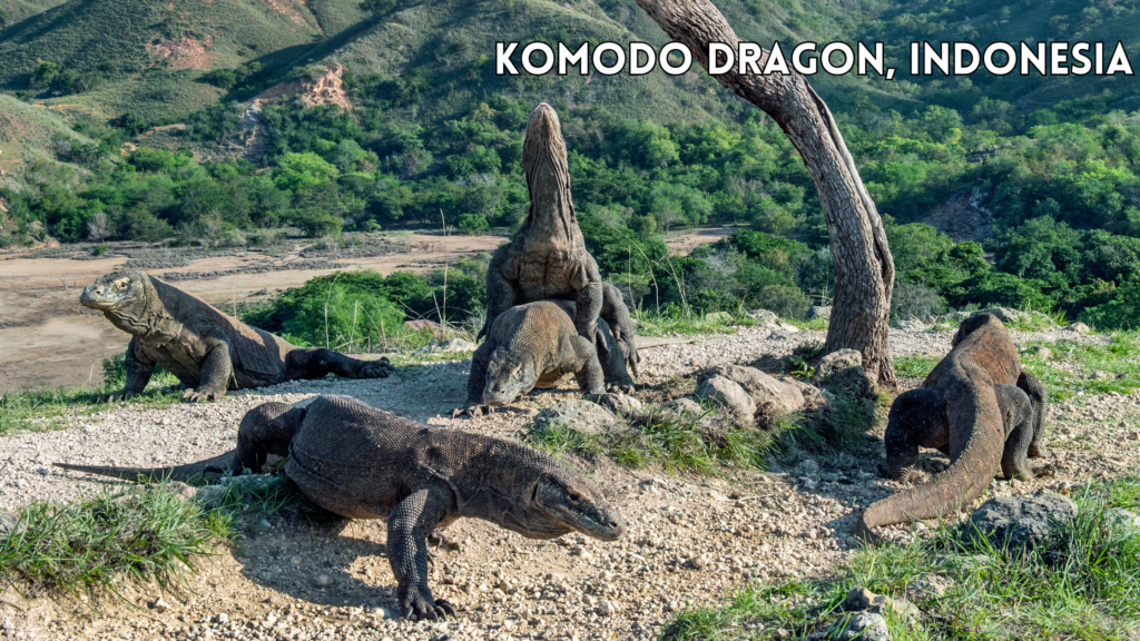 Komodo Dragon, Indonesia 