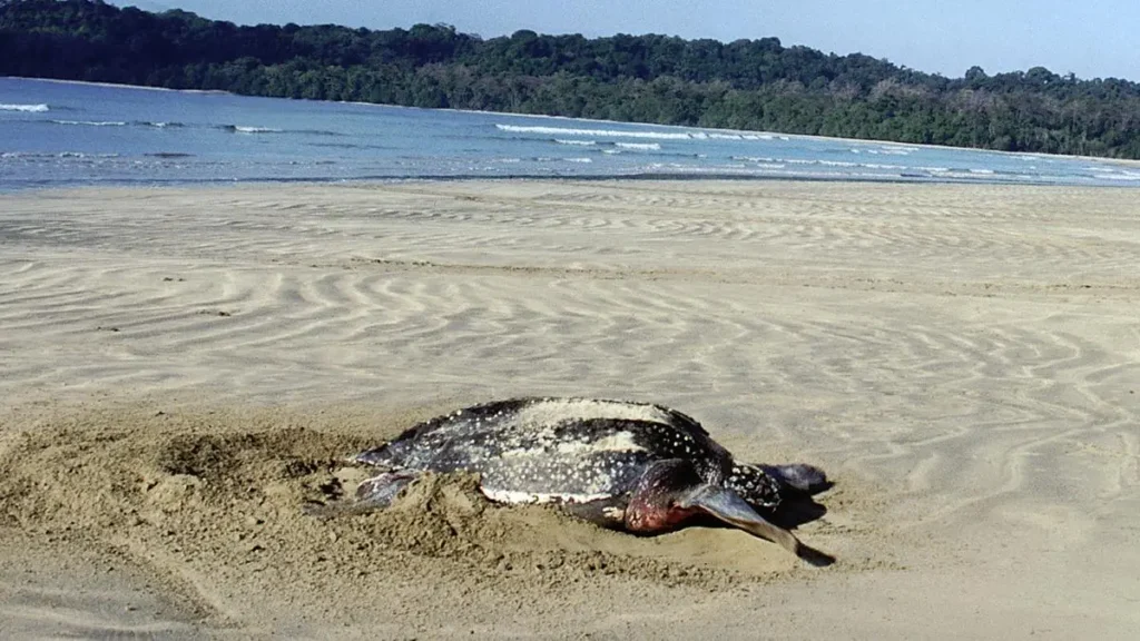Giant Leatherback Turtle nesting Great Nicobar environmental impact